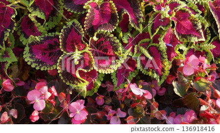 A background of bright coleus and begonias, pink and green colors A background of bright coleus and begonias, pink and green colors 136918416