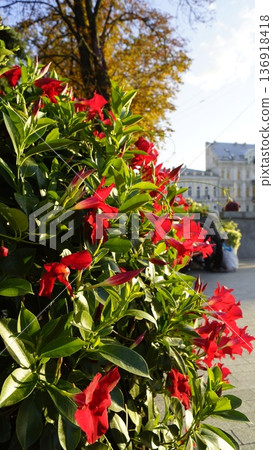 Diplodenia, red mandevilla in the rays of the sun on a city street Diplodenia, red mandevilla in the rays of the sun on a city street 136918418