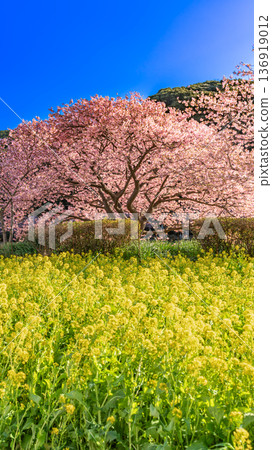 A landscape with blue sky and Kawazu cherry blossoms A landscape with blue sky and Kawazu cherry blossoms 136919012