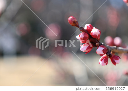 粉紅李子花蕾特寫 粉紅李子花蕾特寫 136919027