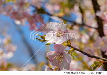 A close-up of early-blooming Kawazu cherry blossoms against a blue sky 136919046