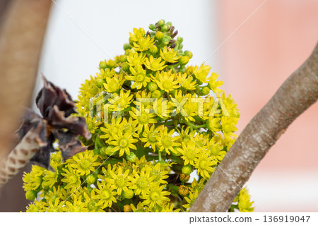 Vividly blooming yellow aeonium flowers 136919047