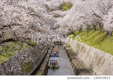 琵琶湖運河兩岸櫻花盛開。琵琶湖運河的春日美景。琵琶湖運河被櫻花所環繞。滋賀郡的旅遊景點。琵琶湖運河兩岸的櫻花樹。 琵琶湖運河兩岸櫻花盛開。琵琶湖運河的春日美景。琵琶湖運河被櫻花所環繞。滋賀郡的旅遊景點。琵琶湖運河兩岸的櫻花樹。 136919051