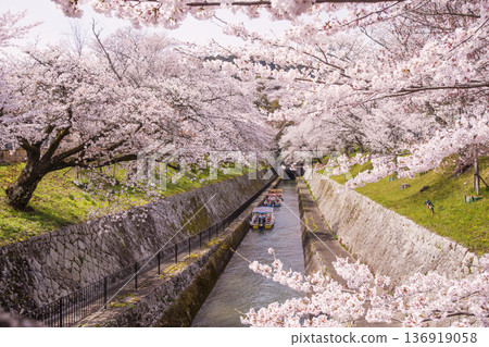 琵琶湖運河兩岸櫻花盛開。琵琶湖運河的春日美景。琵琶湖運河被櫻花所環繞。滋賀郡的旅遊景點。琵琶湖運河兩岸的櫻花樹。 琵琶湖運河兩岸櫻花盛開。琵琶湖運河的春日美景。琵琶湖運河被櫻花所環繞。滋賀郡的旅遊景點。琵琶湖運河兩岸的櫻花樹。 136919058