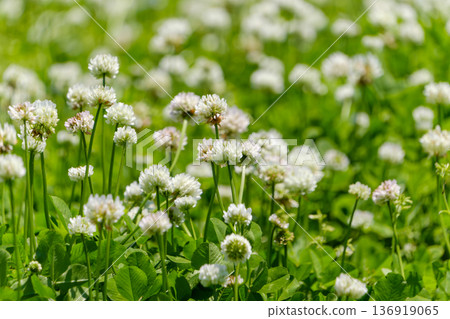 陽光下盛開的一簇白三葉草 136919065