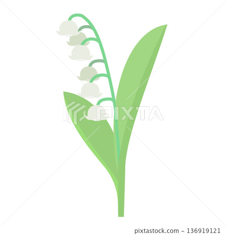 Lily of the valley flower illustration Lily of the valley flower illustration 136919121