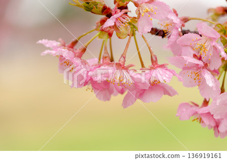 粉紅色的河津櫻花輕輕綻放，綴滿了雨滴。 136919161