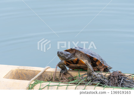 A turtle rests sunbathing on a boat on the water A turtle rests sunbathing on a boat on the water 136919163