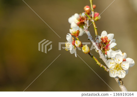 在柔和的光線下，白色的梅花苞和花朵綻放。 136919164