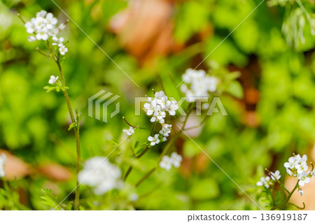 The small white flowers of cardamom herald the arrival of spring The small white flowers of cardamom herald the arrival of spring 136919187