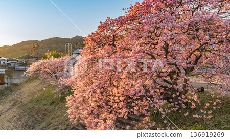 Kawazu cherry blossoms in full bloom illuminated by the setting sun Kawazu cherry blossoms in full bloom illuminated by the setting sun 136919269