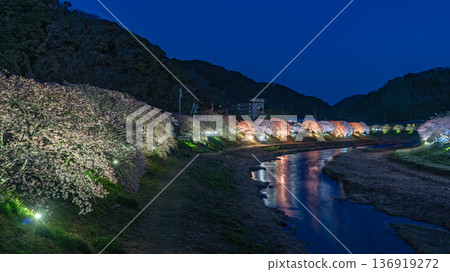 Illuminated Kawazu cherry blossoms along the Aono River Illuminated Kawazu cherry blossoms along the Aono River 136919272