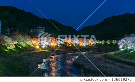 Illuminated Kawazu cherry blossoms along the Aono River Illuminated Kawazu cherry blossoms along the Aono River 136919273