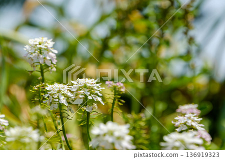 A cluster of white Iberis lilies shining in the light 136919323