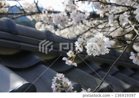 櫻花和屋頂 櫻花和屋頂 136919397