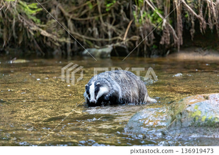 The European budger is walking in the middle of a flowing river. The European budger is walking in the middle of a flowing river. 136919473