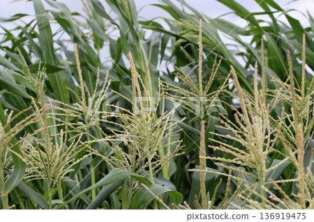 Sweetcorn flowers in close up 136919475