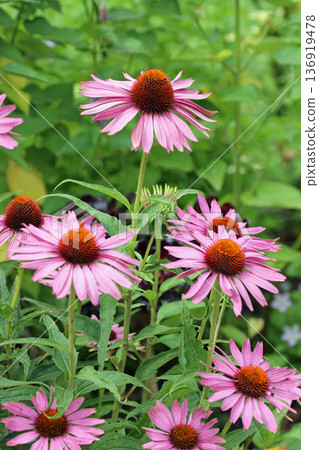 Purple coneflower flowers in close up Purple coneflower flowers in close up 136919478