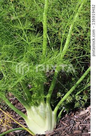 Florence fennel bulb in close up 136919482