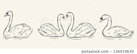 Black ink sketch of four swans swimming on water with romantic heart shape necks illustration Black ink sketch of four swans swimming on water with romantic heart shape necks illustration 136919630