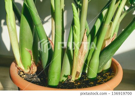 Zamioculcas zamiifolia houseplant with fresh stems growing in terracotta pot 136919700