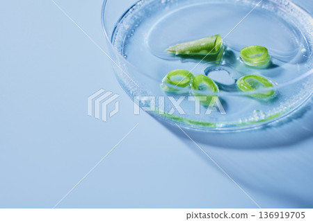 Aloe vera Green plant fragments floating in liquid medium within clear laboratory petri dish 136919705