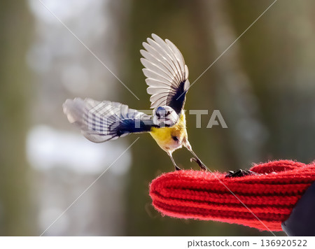 A blue tit with a seed in its beak takes off from a hand in a red mitten A blue tit with a seed in its beak takes off from a hand in a red mitten 136920522
