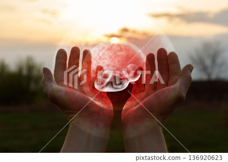 Hands hold life at dusk Hands hold life at dusk 136920623