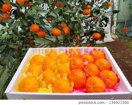 Fresh Jeju Island Sweet Tangerine 136921300