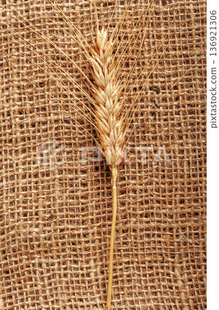 Wheat grain on burlap fabric displayed in a simple setting for food preparation 136921306