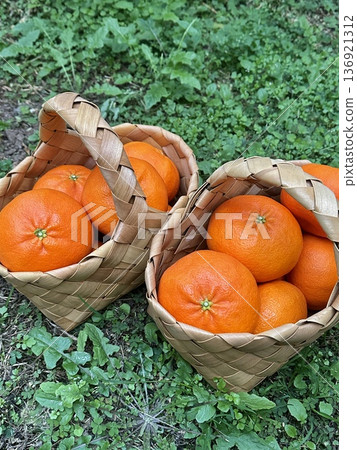 Fresh Jeju Island Sweet Tangerine Fresh Jeju Island Sweet Tangerine 136921312