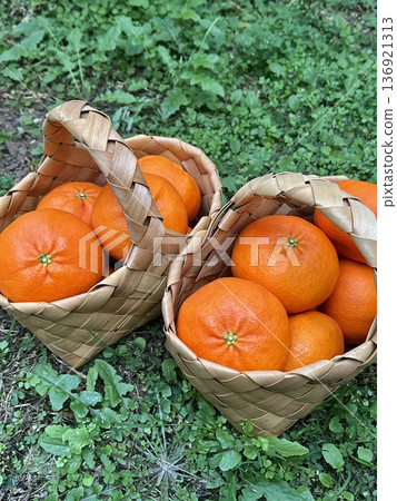 Fresh Jeju Island Sweet Tangerine Fresh Jeju Island Sweet Tangerine 136921313