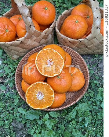 Fresh Jeju Island Sweet Tangerine 136921317