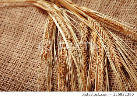 Wheat stalks arranged on a burlap fabric showing texture and nature's harvest Wheat stalks arranged on a burlap fabric showing texture and nature's harvest 136921390