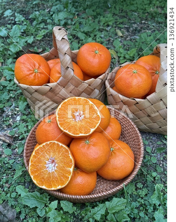 Fresh Jeju Island Sweet Tangerine 136921434