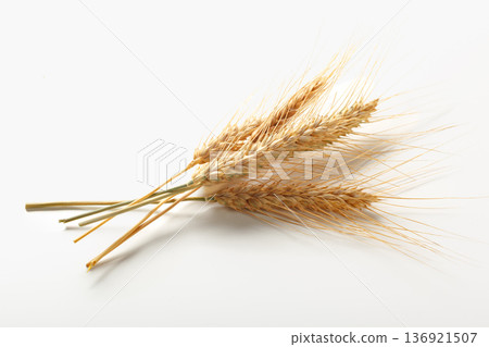 Wheat stalks arranged on a plain background showing growth and harvest Wheat stalks arranged on a plain background showing growth and harvest 136921507