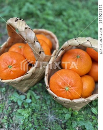 Fresh Jeju Island Sweet Tangerine 136921551