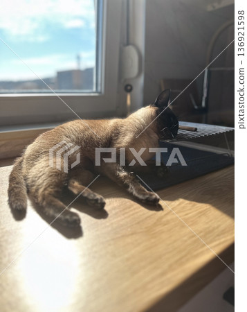 Cute brown Siamese cat washes on the table top on the kitchen. Cat licks paw tongue Cute brown Siamese cat washes on the table top on the kitchen. Cat licks paw tongue 136921598