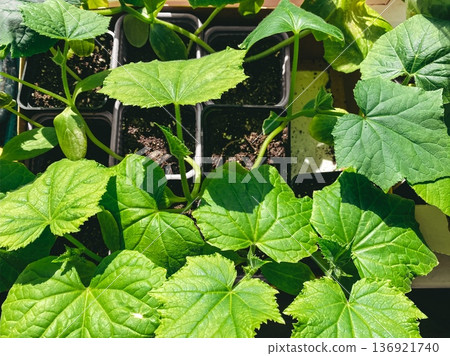 Small cucumber plants in pots on bright windowsill, warm sunlight and rich soil, abundant green leaves. Decorative design element about gardening indoor, nature and organic Small cucumber plants in pots on bright windowsill, warm sunlight and rich soil, abundant green leaves. Decorative design element about gardening indoor, nature and organic 136921740