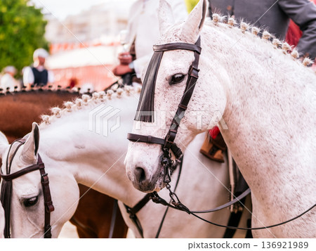 Elegant Horses Adorned for Seville April Fair Celebration Elegant Horses Adorned for Seville April Fair Celebration 136921989