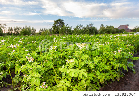Potato plants with flowers at the plantation in summer Potato plants with flowers at the plantation in summer 136922064