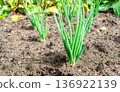 Green onion growing in the vegetable garden 136922139