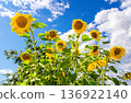 Beautiful yellow sunflowers against blue sky background 136922140