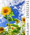 Beautiful yellow sunflowers against blue sky background 136922141