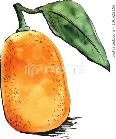 Watercolor sketch illustration of Kumquat Watercolor sketch illustration of Kumquat 136922159