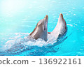 Dolphins dancing into pool on circus show 136922161