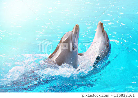 Dolphins dancing into pool on circus show 136922161