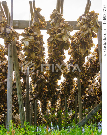 Cod stockfish drying on racks, Lofoten islands Norway Cod stockfish drying on racks, Lofoten islands Norway 136922252