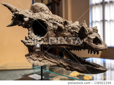 Berlin, germany, august 15, 2023. Pachycephalosaurus skull fossil showcasing detailed bone structure and cranial dome, representing an extinct dinosaur from the cretaceous period 136922284