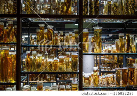 Berlin, germany, august 15, 2023. Biological specimens immersed in preserving fluid fill numerous jars displayed on illuminated shelves, showcasing a scientific collection 136922285